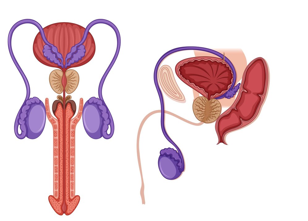 anatomie penis